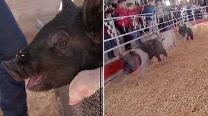 RACING PORKERS: Pig races entertain RodeoHouston fans