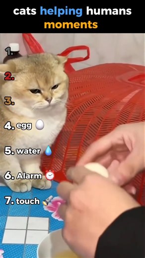 cats helping humans #ranking #funny #funnyanimals #cat #cutecats