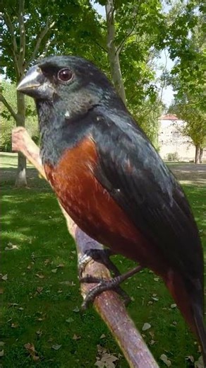 Curió Canto Praia Clássico