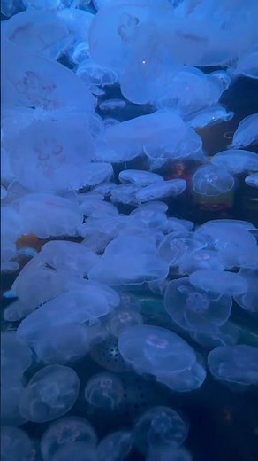 Moon Jellyfish (more info in description)
