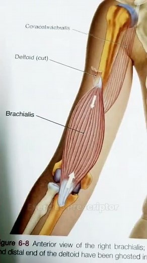 anatomy of biceps, brachialis and brachioradialis elbow flexors