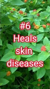 HEALING BENEFITS OF LANTANA