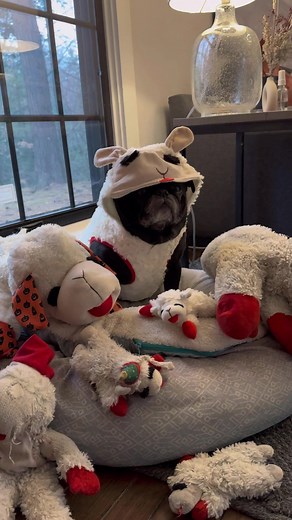 Consider this a PSA that there is now a lamb chop costume for your dog 🐑 #puppy #pug #dog #lambchop #fyp #foryou
