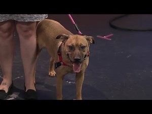 Highlighted dog up for adoption