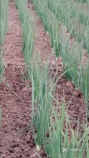 🌱 Onion Seed Farming | Complete Guide for Beginners & Professionals🌱#OnionSeedFarming#OnionFarming