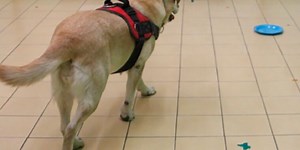 Study: “Smarter” dogs think more like humans to overcome their biases