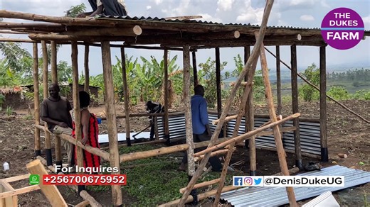 3.7K views · 71 reactions | Rabbit Farming. How To Star Up a Low Cost Rabbit Farm In 2025 | Denis Duke Uganda | Facebook