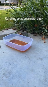 50K views · 83 reactions | Good tips for taking care of snail. #snail #snails #nature #snailsofinstagram #macro #naturephotography #photography #schnecke #aquarium #animals #achatina #escargot #art #snailshell #snaillove #snaillife #caracol #petsnail #cute #macrophotography #photooftheday #snailphotography #animal #schnecken #giantafricanlandsnail #aquascape #aquariumhobby #love #pets #achatinafulica | Seed to Flower | Facebook