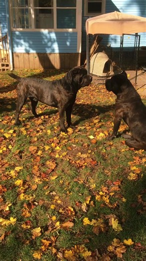 85K views · 1.4K reactions | Cane Corso brother & sister… sibling rivalry!! #canecorsopack #canecorso #corso #corsolife #corsolove #brotherandsister #puppy #rochesterny #upstateny #fingerlakes #breeder #funny #canecorsopuppy #dog #AKC #purebred #NY #mustlovedogs #AlphaAndOmega #JesusIsKing | Alpha & Omega Cane Corsos | Facebook