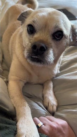 Rusty Bear 🐻 Encouragement 🐶🥰