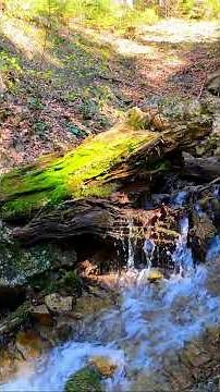 The Breath of the Biosphere #facts #cosmicexploration #amazonmysteries