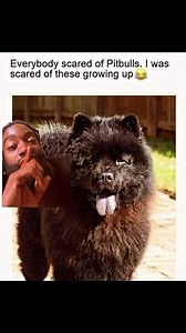 509K views · 15K reactions | The world‘s most vicious dog breed a chowchow !! #fyp #explorepage | Tspeed | Facebook