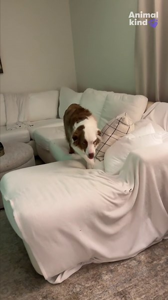 Watch this caring dog wake up her deaf sibling to let him know their family's home