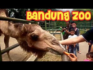 Bandung Zoo | Mengenal Banyak Binatang di Kebun Binatang Bandung