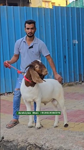 2025 Boer Goat Kids In Kalyan