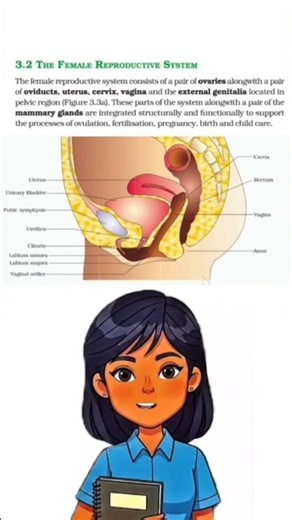 The female reproductive system|class 12|#ncert #cbse #biology #neet #aiims #aspirants #exam