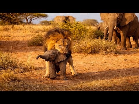 Survival Showdown: Baby Animals vs. Predators!