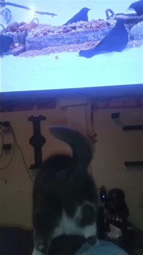 Coraline 🐾 going cookoo over birds on YouTube 🤣😂🤣