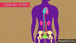 The Excretory System: From Your Heart to the Toilet -  CrashCourse Biology #29 on Make a GIF
