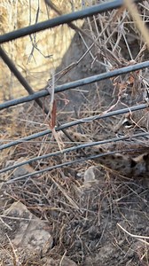 Bobcat snared a little to good | Dunlap LURES