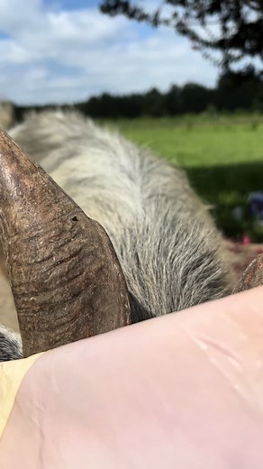 Formax Farm (@formaxfarm)’s videos with original sound - Formax Farm