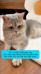 How to make your cat miss its mom☺️ #cute-cat #cat #pets #boss