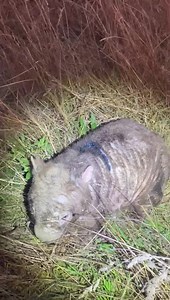 The second rescue for today was more positive than the first two We went to the 3rd sighting and just as the sun set the wombat was found. He was lying in the tall grass resting but we managed to get a good dose on him What made my heart sing is how this community (in Jerrabomberra) came together and all care so much and just want him to heal He gave a few growls just to let us know he’s not impressed and he is sporting the usual blue mark on his back but Im confident we got him in time Thank yo