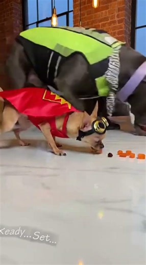 Chihuahua Outsmarts Human & Big Dogs! 🧠🐶🍖 #shorts