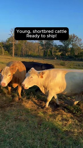 9.1K views · 145 reactions | 40+ head of good, young, short bred...