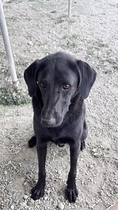 1.7K views · 31 reactions |  Hans  3 years old Labrador × Pointer...