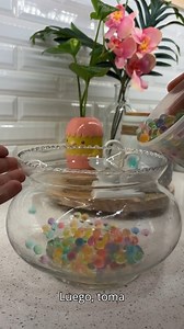 Cómo plantar varias plantas de juiboia de diferentes tipos y especies en una maceta con bolas de gel #exito | Plantas del mundos