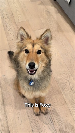 Foxy's Journey: From Stray to Loving Companion