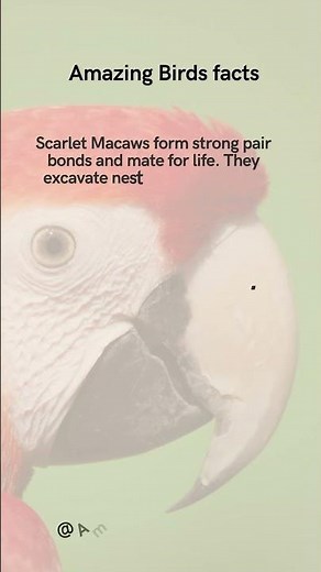 Scarlet Macaw facts