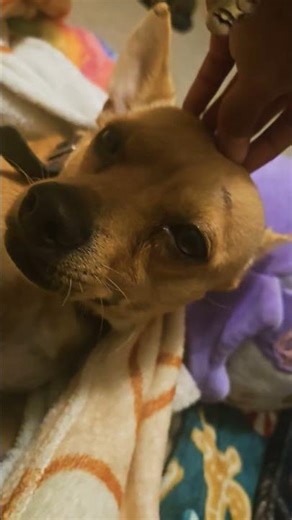 my dog!!!( =＾ω＾) #edit #memes