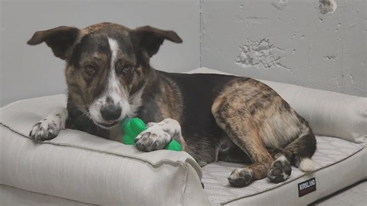 5.8K views · 73 reactions | Meet Hopper – Your Happy-Go-Lucky Fur...