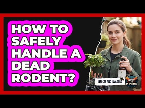 How To Safely Handle A Dead Rodent?