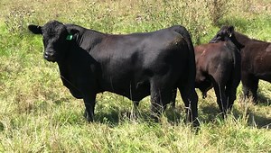 3.5K views · 35 reactions | Most bulls look good the day you turn...