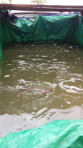 13K views · 66 reactions | Primitive Ideas on Reels | Facebook