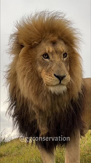 Lions' Ability to Sense Storms: A Survival Mechanism Explained