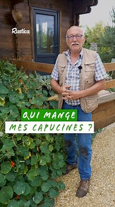 La piéride du chou adore vos capucines ! 🦋🌿 Ces chenilles voraces dévorent les feuilles de vos capucines en un rien de temps. Saviez-vous que pour éloigner la piéride naturellement, on peut compter sur certains insectes volants ? 🐝 Protégez vos capucines tout en respectant la biodiversité ! 🌱 #Jardinage #Capucines #Piéride #AstucesNaturelles | Rustica