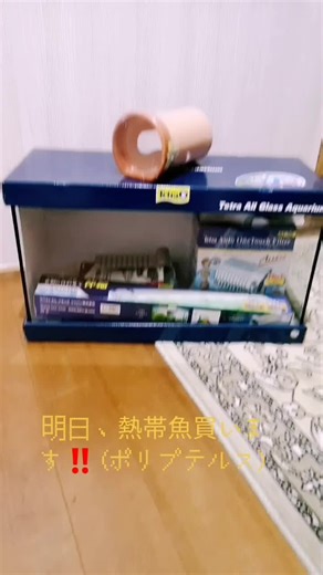 熱帯魚飼育の始め方とポリプテルス