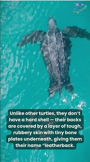 Leatherback Turtles: The Ocean’s Ancient Giants | Prapancham #facts #fascinatinginformation #shorts