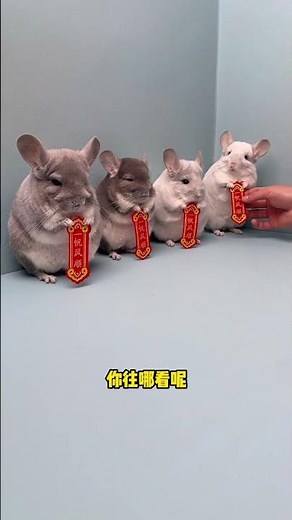 Wish you all the best! #Cute pets #Chinchilla #Cute pets debut plan