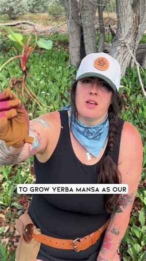 Collecting Yerba Mansa for Cultivation with WishGarden Herbs