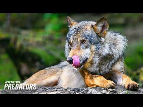 ALPHA: The Hierarchy of Wolves | Love Nature
