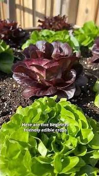 The best vegetables and herbs for beginner gardeners