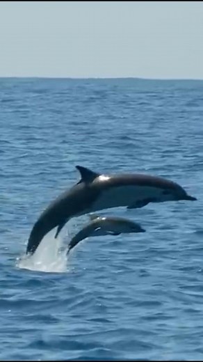 Amazing Dolphin Sounds in Real Life! | Cute & Smart Creature of the Sea🌊🐬#DolphinSounds #Shorts