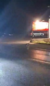 Pas Panda pas nikad nece ostaviti prijatelja al ima i prijatelja sto nece da ostave psa prijateljstvo... Moj pas nije na lancu tako odrastao znaci sad nista od toga voli da hoda Kort,Bajra,Cavkunovic itd po gradu znaju ga svi npr on stiit moju /nasu mahalu od ostalih cuka koji su napusteni vidite da oko ilme nema copora nikakvih on je glavni baja ispratice svakog prolaznika navecer ako si sam do benzinske s tim sto mase repom i dadne ti do znanja da je on dobar da skratim Danas su ga sinteri gre