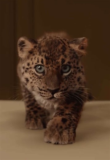 Panthère de Cartier and Tank watches share an effortless elegance. #CartierMagicalNight #CartierCelebrates