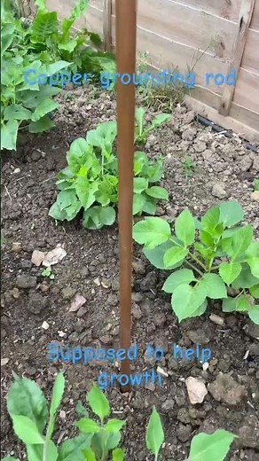 Boost Plant Growth with Copper Grounding wire | Garden Tips